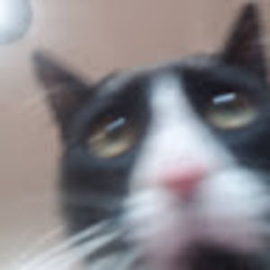 Meet your Posher, Dakota